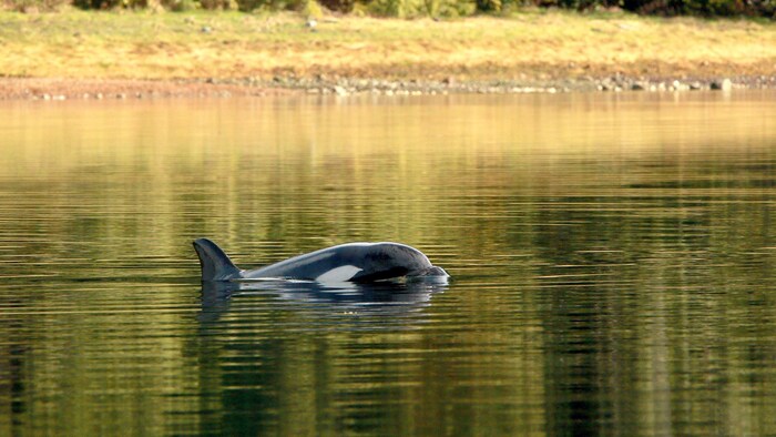 L'orque coincée dans un lagon de l'île de Vancouver. 