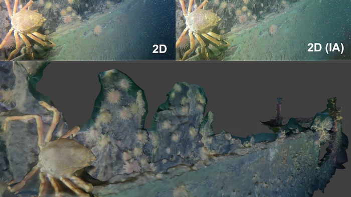 Trois images prises sous l'eau montrent un crabe qui est accroché sur une partie de l'épave en gros plan. 