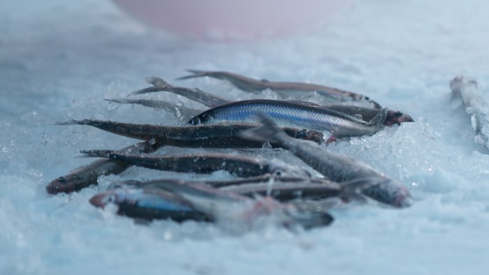 Des éperlans arc-en-ciel pêchés en hiver sont déposés sur la glace.