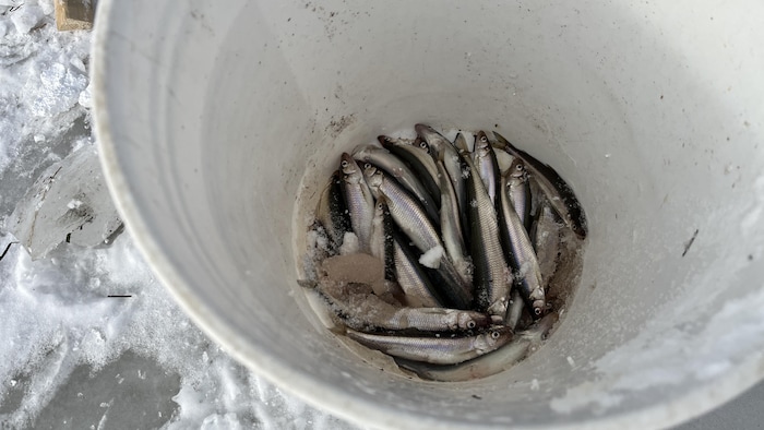 Des petits poissons dans une chaudière.