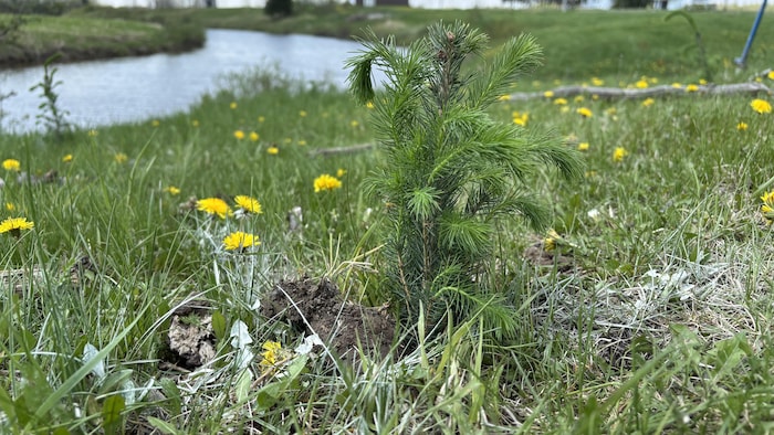 Une épinette blanche nouvellement plantée.