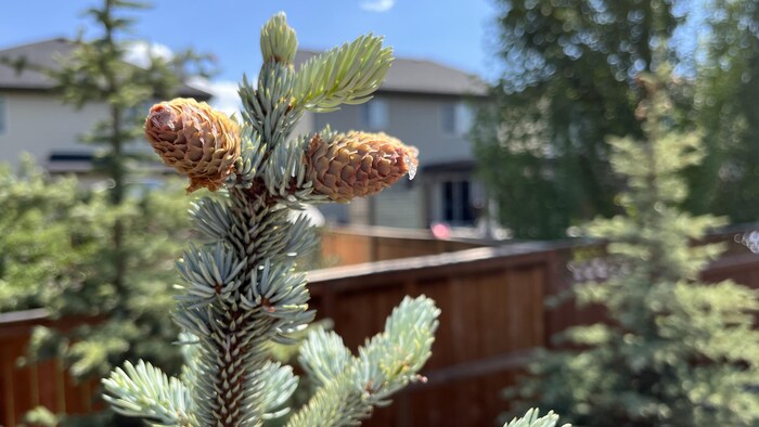 Une épinette avec des cônes dans un quartier résidentiel à Calgary le 23 juin 2023.