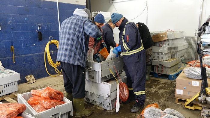 Trois hommes se tiennent auour d'une caisse en plastique pour préparer des appats pour la pêche au crabe des neiges.