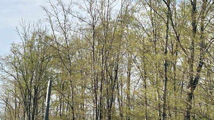 Des arbres sans feuilles.
