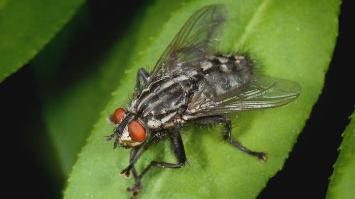 Sur une feuille