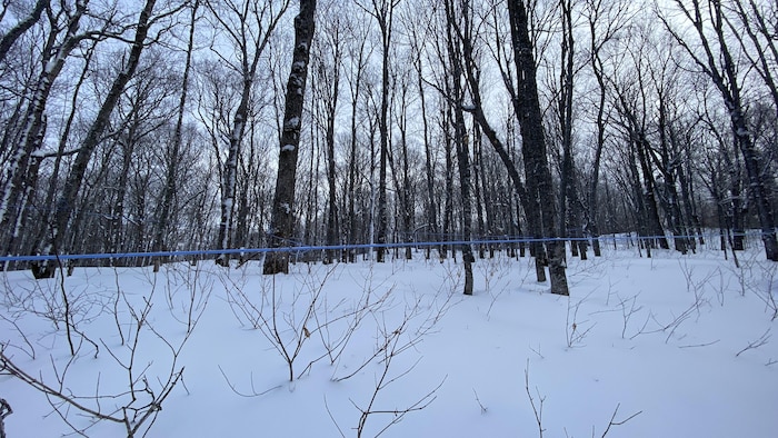 Une coupe à blanc illégale d'érables à l'ouest de Montréal