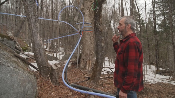 Un homme devant des érables joints par des tubulures.