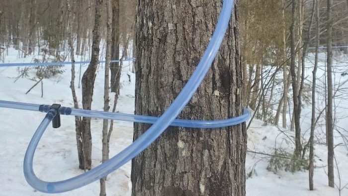 Des tuyaux de l’érablière Tem-Sucre de Duhamel-Ouest sont plantés dans un arbre et entourent d'autres.
