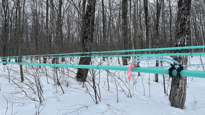 Un réseau de tuyaux bleus accrochés à des érables entaillés pour recueillir la sève.