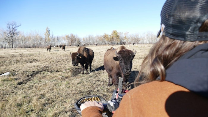 Erin Boily sur un quatre-roues observe ses bisons dans leur enclos. 