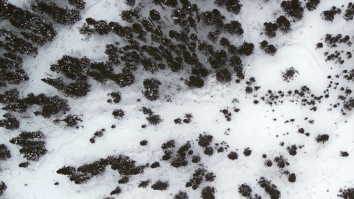 Des empreintes de caribous dans la forêt vues d'un drone.