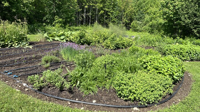 Un jardin plein de fines herbes.