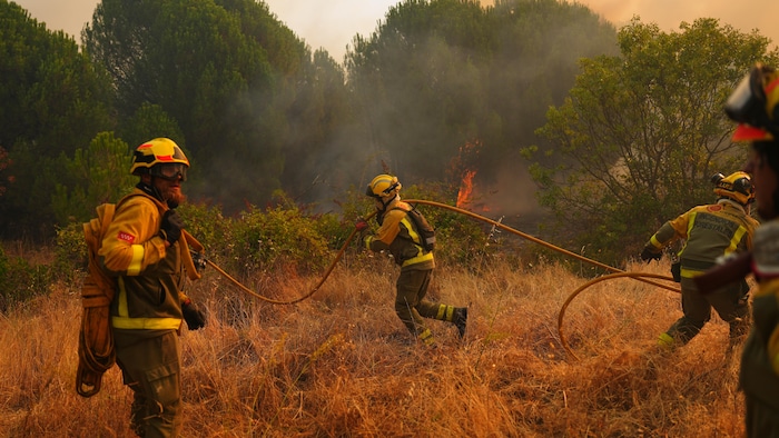 Des pompiers combattent le feu dans une forêt.