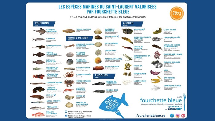 Les 46 espèces marines à valoriser pour 2023.