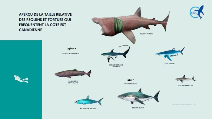 Nos requins du Québec