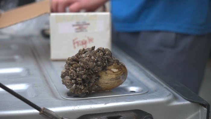 Une moule zébrée.