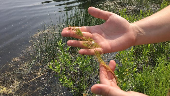 Deux mains tiennent une plante au-dessus d'un plan d'eau.