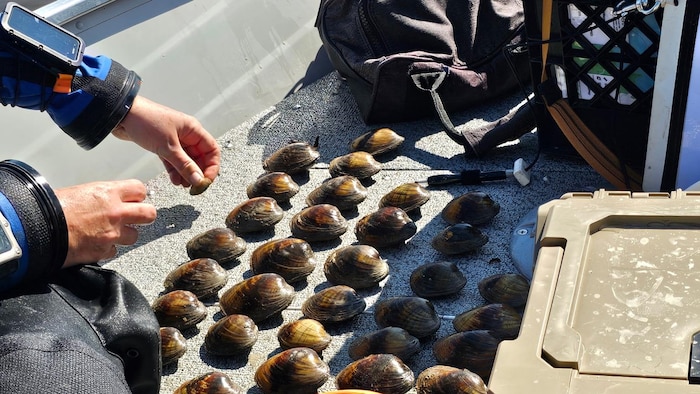 Des espèces de moules d'eau douce. 
