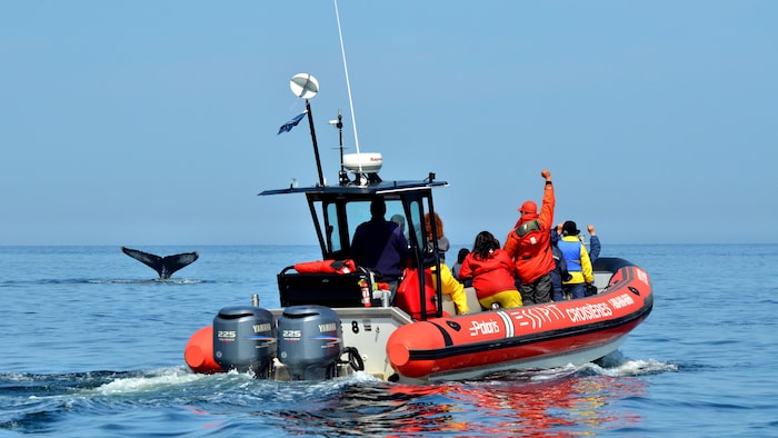 Un bateau pneumatique des Entreprises Essipit à côté d'une baleine qui plonge.