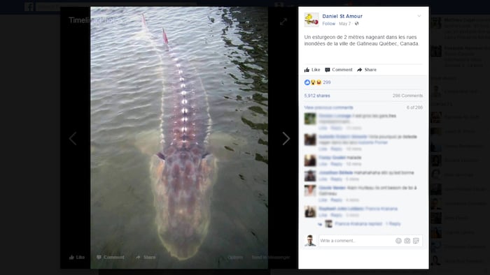 Capture d'écran d'une publication Facebook affirmant faussement qu'un esturgeon géant nage dans les rues inondées de Gatineau.