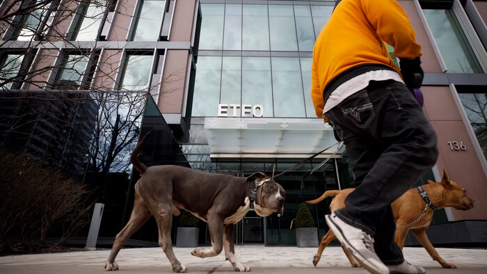 Un homme fait marcher ses chiens devant les bureaux de la Fédération des enseignantes et des enseignants de l'élémentaire de l'Ontario.
