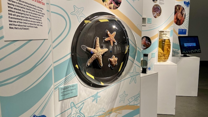 Des étoiles de mer sont exposées dans un musée. 