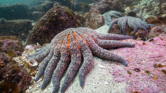 Une étoile de mer dans l'océan.