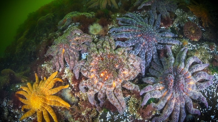 Des étoiles de mer tournesol dans l'océan.