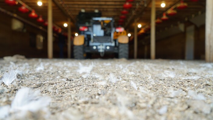 Des plumes de poulet jonchent le sol d'un bâtiment agricole à l'intérieur duquel est stationné un tracteur.