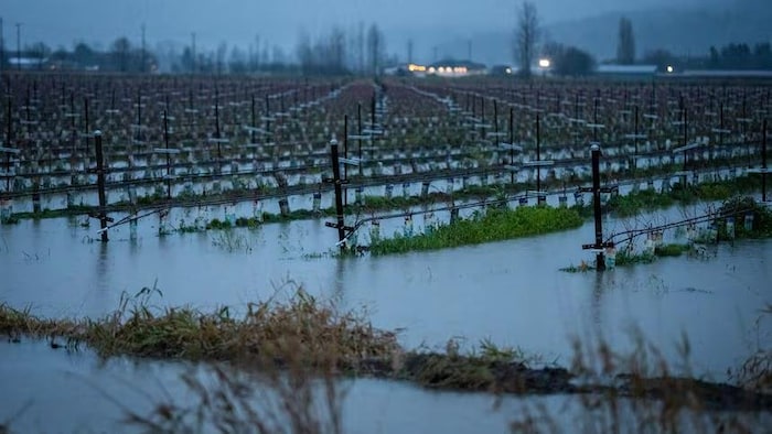 Un champ inondé.