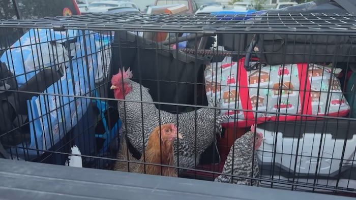 Des poules et un coq à l'arrière d'une voiture, évacués à cause d'un feu.