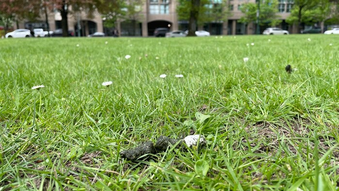 Des excréments de bernache dans l'herbe.