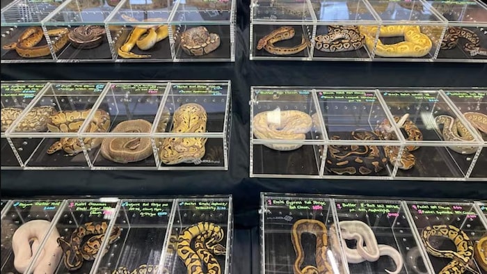 Plusieurs rangées de boîtes transparentes exposées sur des tables recouvertes de tissu noir lors de l'Expo Reptile de Calgary. 