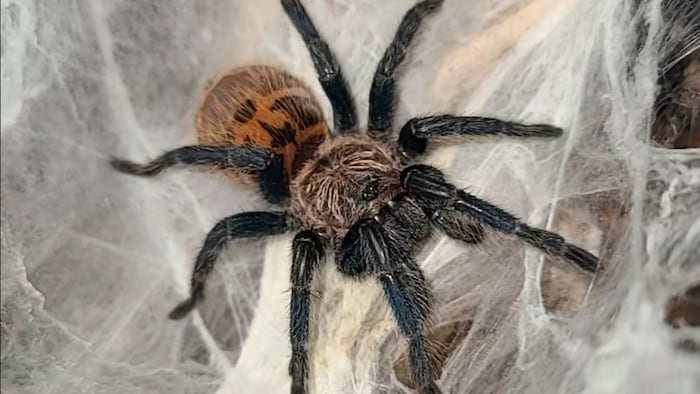 Vue de haut d'une Greenbottle Blue tarantule.