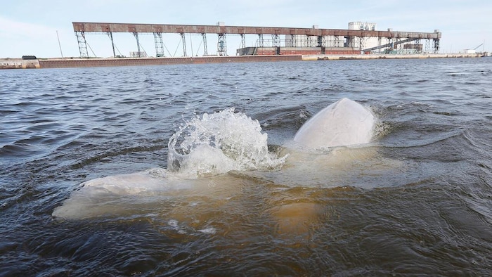 Des bélugas font surface dans la rivière Churchill, au large de Churchill (Manitoba), en juillet 2018.