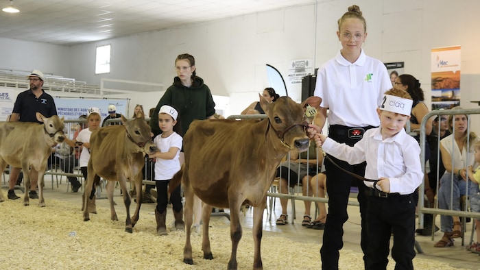 Des enfants guident de jeunes veaux sur des copeaux de bois dans une arène d'exposition.