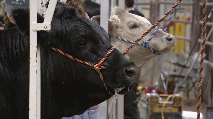 Des vaches alignées dans un enclos le 12 avril 2025 à Saskatoon.