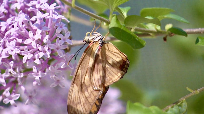 Un papillon lors d'une exposition de papillons en liberté à Saskatoon, en Saskatchewan, le 5 juin 2023.
