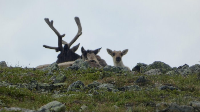 Des caribous sur le mont Jacques-Cartier, dont un faon.