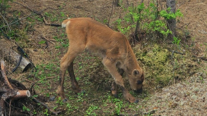 Un faon mange de l'herbe.