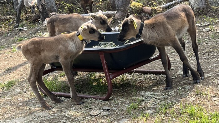 Une photo de bébés caribous, dans un enclos.