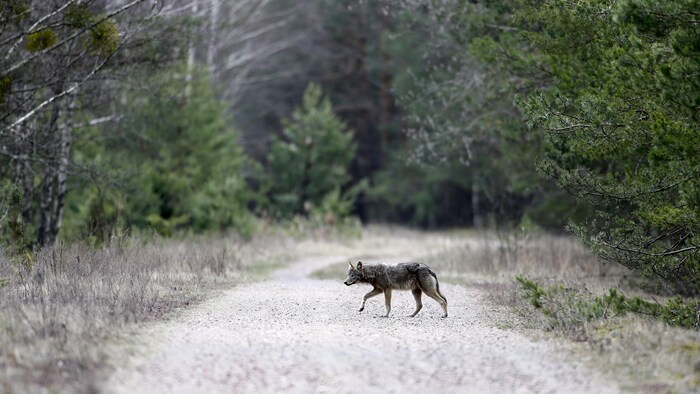 Un loup traverse une route dans une forêt.