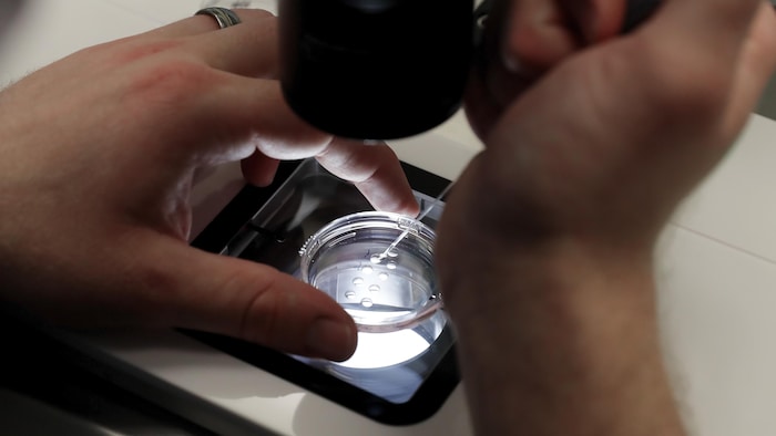 Sous un microscope, les mains d'un praticien tenant une fine seringue au-dessus d'une boite de pétri dans laquelle se troue 9 embryons.