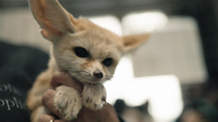 Un jeune fennec tenu par un exposant lors du Salon des animaux exotiques de Saguenay, en avril 2025. Ces petits canidés du désert comptent parmi les principales attractions de l'événement.