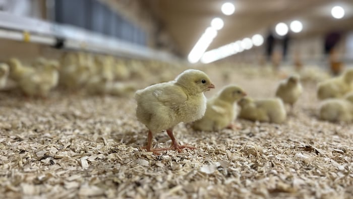 Un poussin jaune est photographié en gros plan au premier plan, debout sur des copeaux. L'arrière-plan, flou, montre une vaste rangée de poussins s'étendant dans la longueur d'un bâtiment d'élevage industriel éclairé par des plafonniers.