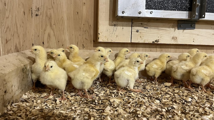 Une quinzaine de poussins au plumage jaune clair sont regroupés sur un sol recouvert de copeaux de bois. Ils se trouvent à l'intérieur d'un enclos aux parois en bois blond, sous une lumière chaude et directe.
