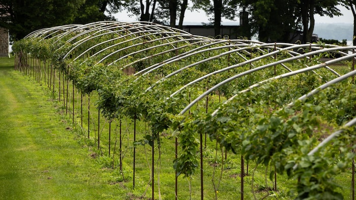 Des plants de kiwi appuyés sur une structure de bois et de métal.