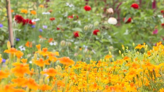 Fleurs
