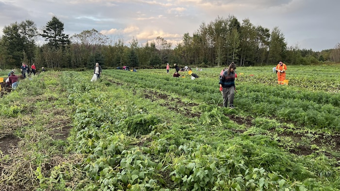 Des bénévoles dans un champ de légumes.