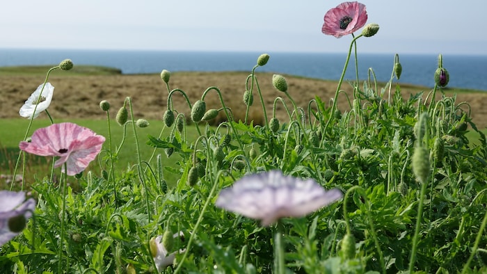 Les Fleurs de Simone - Ferme Florale